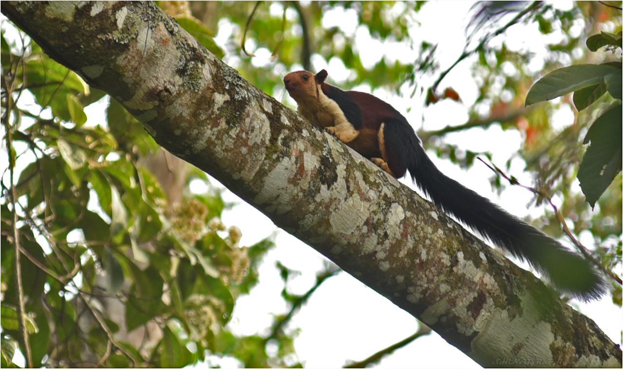 Spice Jungle Resort Munnar Eksteriør billede